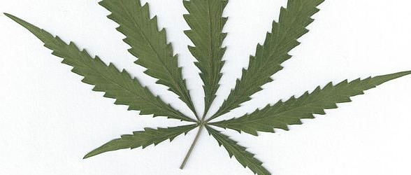 631px-Cannabis_sativa_leaf