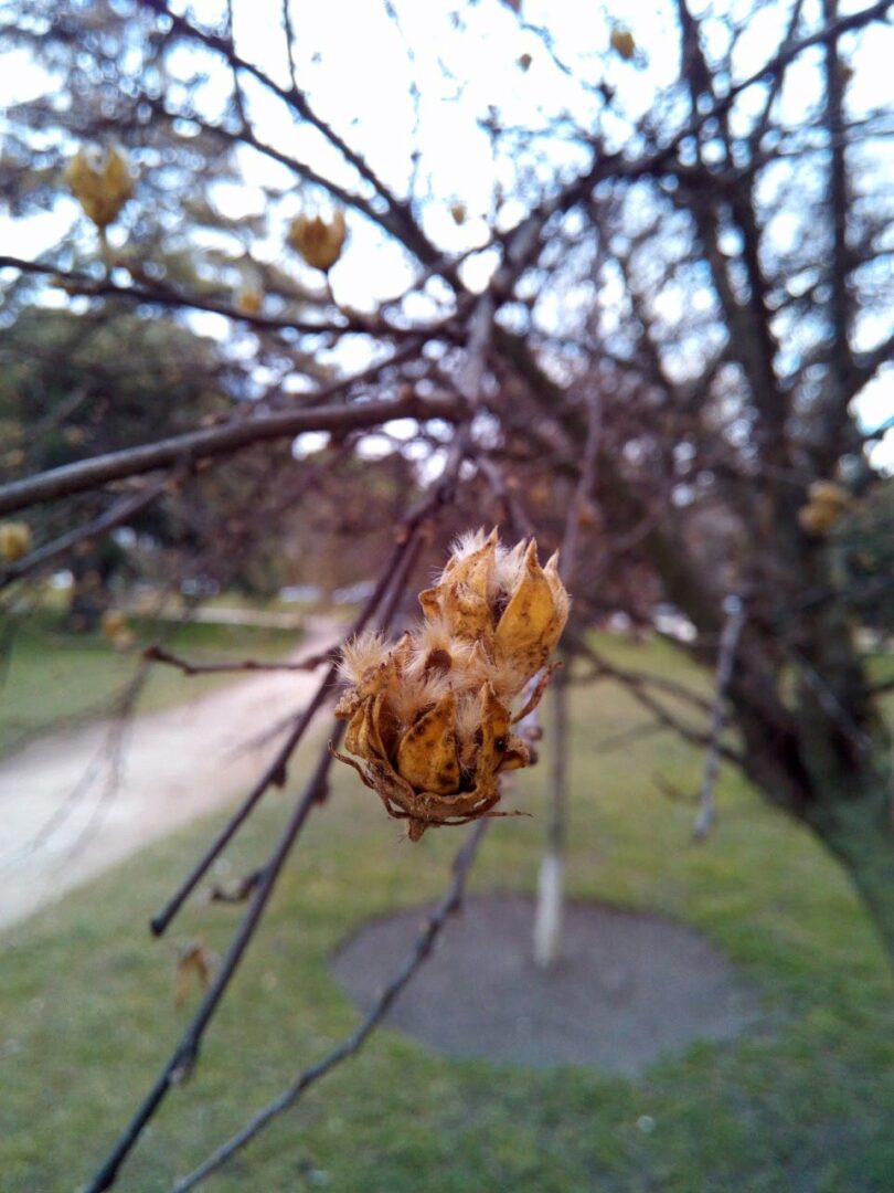 UleFone Be Pro Testbild vor Update, gute Makros