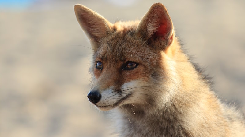 Sparfuchs