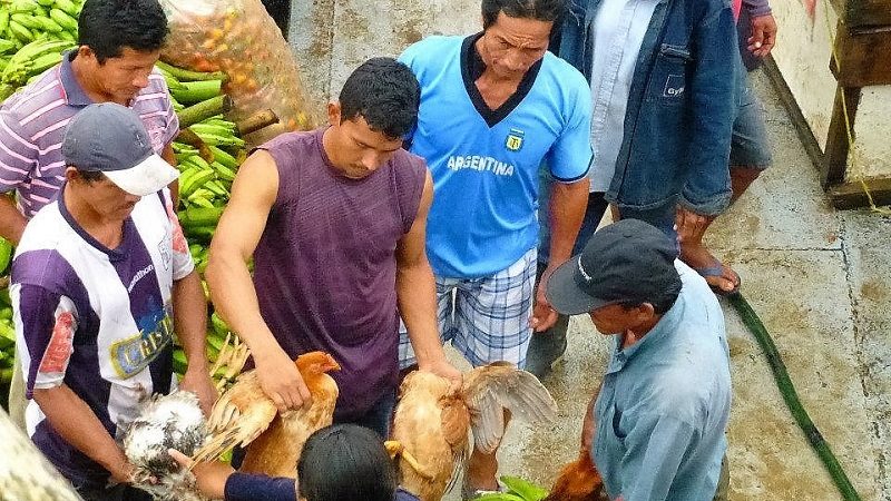 Zweite Bootsfahrt: Tierische Passagiere inbegrifen