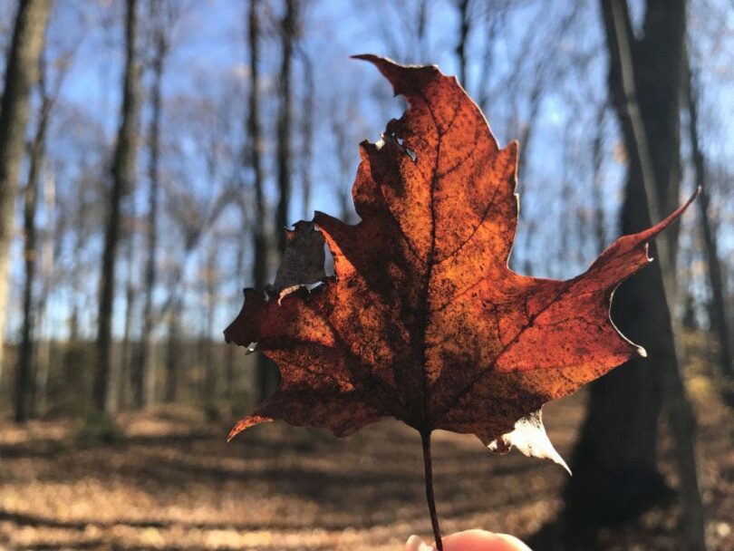 Apple iPhone 7 Plus Beispiel-Foto Blatt