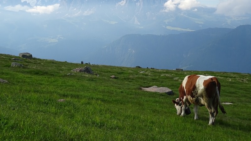 Crowdbutching Kuh Kühe Start-up Natur