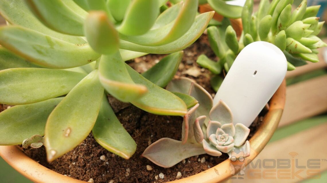 Xiaomi Flower Care Smart Sensor im Test Grüner Daumen dank Technik