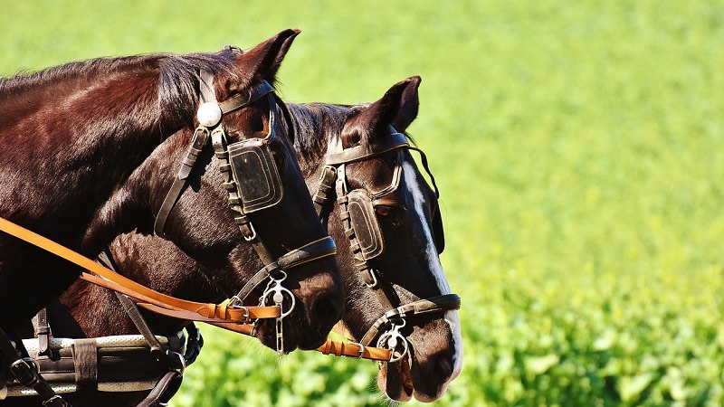 Pferd, Pferde, Fuhrwerk, Verantwortung, Unternehmen