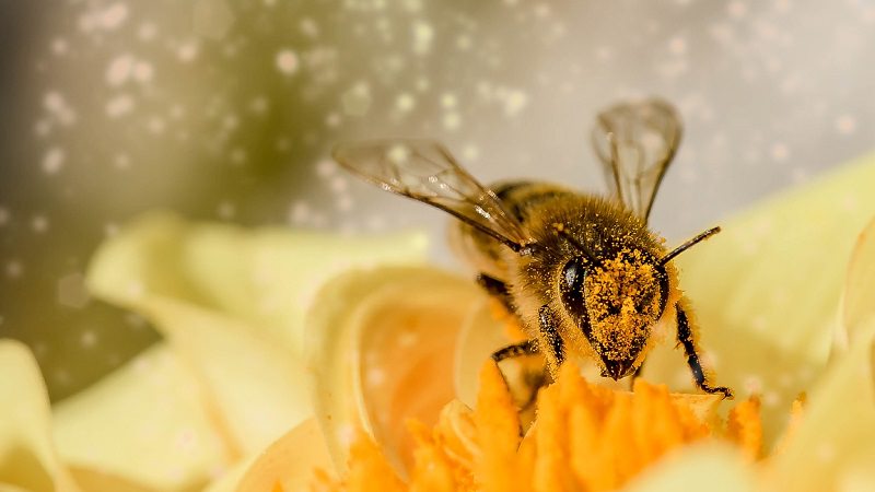 Biene, Bienen, Pollen, Blume, Staub, Blüte, Apic.ai