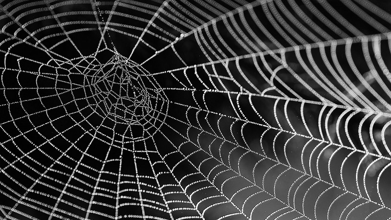 Spinnennetz, Netz, Spinne, Linked Accounts