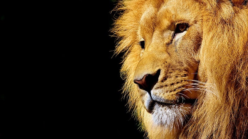 Löwe, Raubkatze, Mähne, Die Löwen-Liga, Die Löwen-Liga – Der Weg in die Selbständigkeit