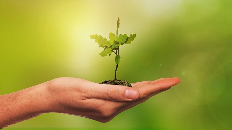 Baum Hand Nachhaltigkeit Umwelt