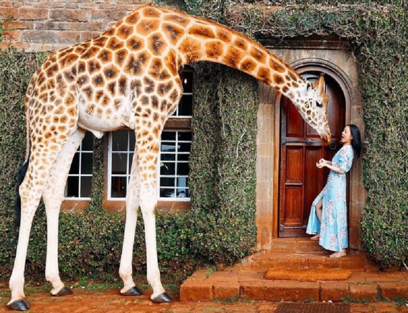 Giraffe Manor Hotel Nairobi Gast mit Giraffe