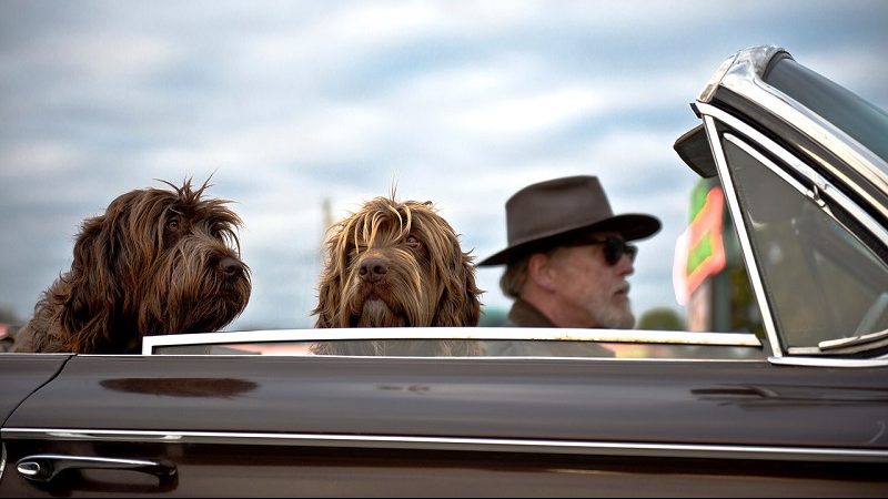 Auto Cabrio Hunde Mann mit Hut