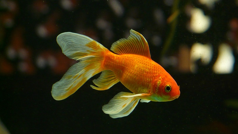 Goldfisch, Aquarium, Aufmerksamkeit, Aufmerksamkeitsspanne, Micro-Storytelling, Micro Storytelling