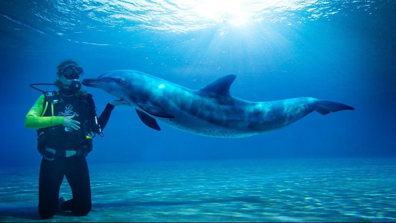 Wasserpark Atlantis The Palm Dubai Taucher mit Delfin