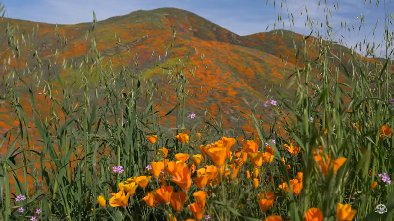 Superbloom Goldmohn Walker Canyon