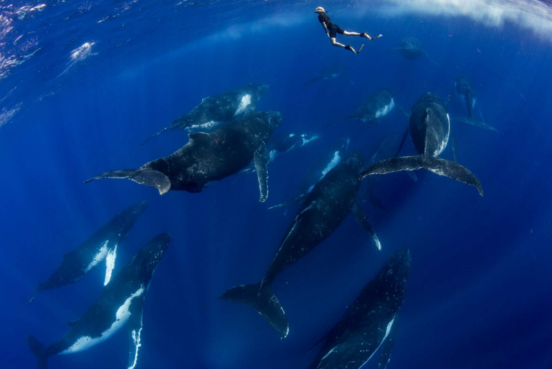 Tonga Buckelwale unter Wasser mit Taucher
