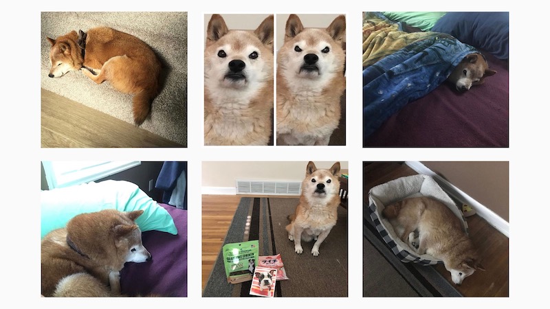 Grumpy Shiba, Grumpy Cat, Shiba Inu, Internet, Trend, Instagram