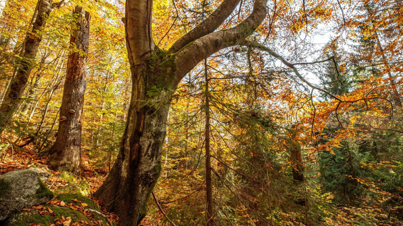 Bayerischer Wald