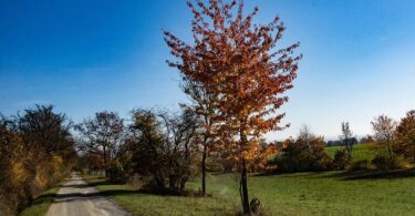 Wald, Wandern, Hainich Wald