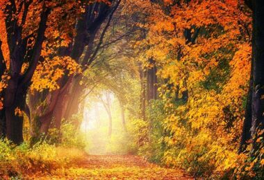 Wald, Herbst