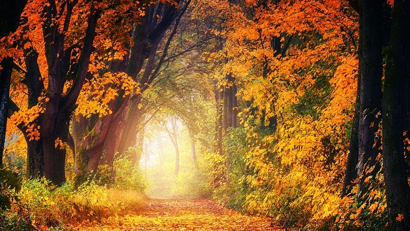 Wald, Herbst