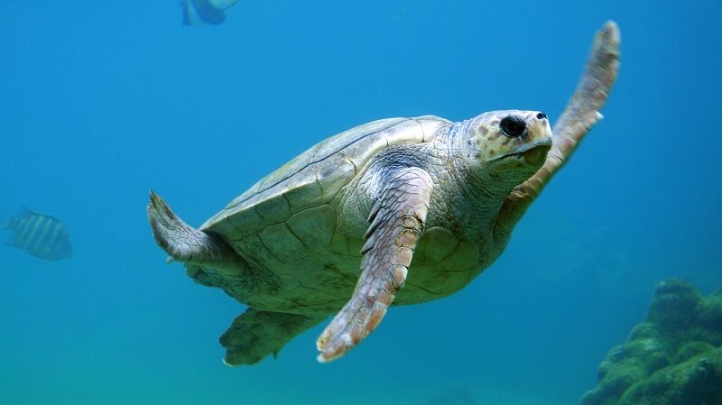 Schildkröte, Meer, Natur