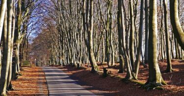 Teutoburger Wald