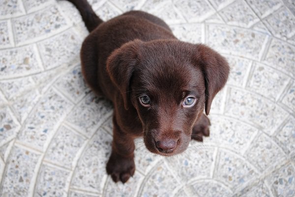 Hund, Welpe, Hündchen