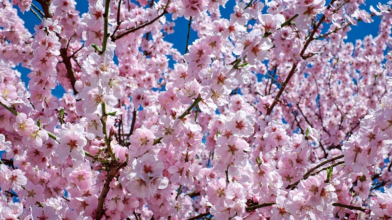 Japanische Kirschblüte, Japan