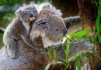 Koalabär, Australien