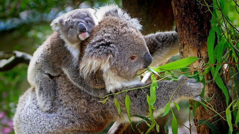 Koalabär, Australien