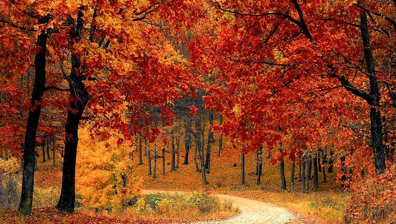 Wald, Herbst, Herbstwald, Wandern, Natur, Bäume