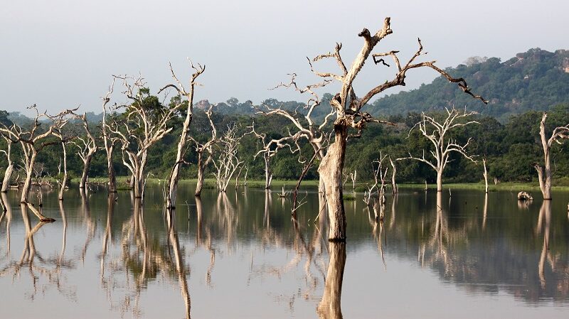 Yala, Nationalpark, Sri Lanka