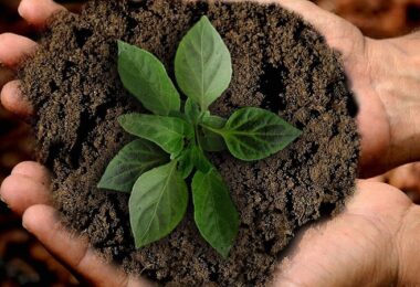 Setzling, Pflanze, Baum, Wachstum, Social Impact