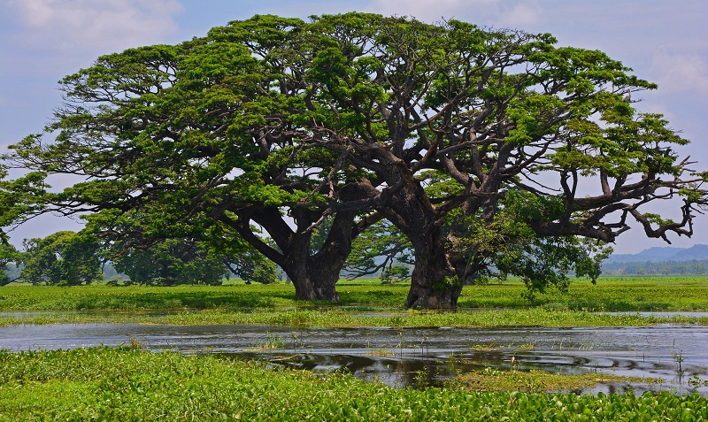Sri Lanka, Natur, Bäume