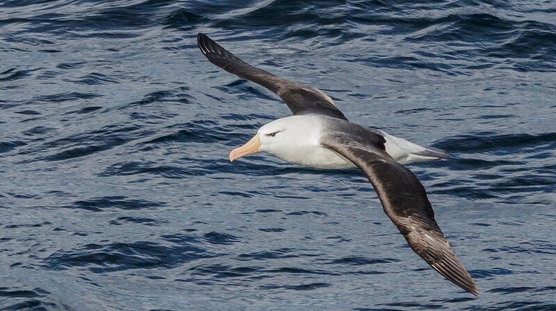 Albatros, Seevogel, Meeresvogel, Meer, Beagle-Kanal, Vogel