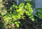 Huawei P40 Pro Kamera Fotos Test Mobilegeeks