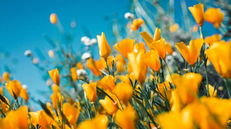 Frühling, Blumen, Wiese, Natur