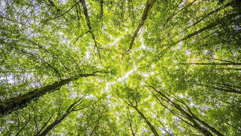 Bäume, Wald, Natur, grün