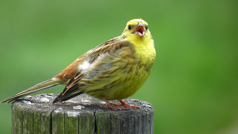 Dawn Chorus, Fuckorona, Vogel, Singvogel, Goldhammer