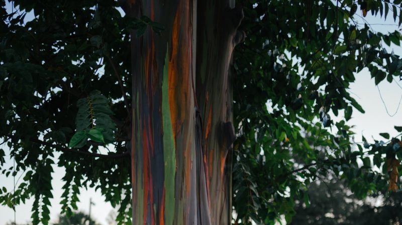 Regenbogen Eukalyptus, Baum