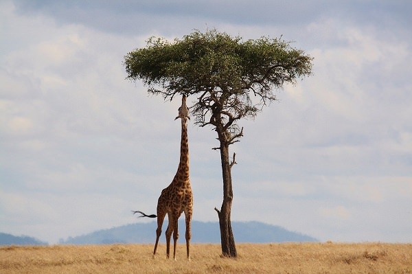 Giraffe, Kenia, Savanne, Steppe, Tier, Afrika