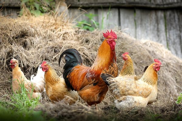 Huhn, Henne, Hahn, Hühner, Hühnerstall