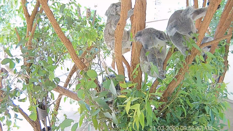 Lone Pine Koala Sanctuary Webcam, Koalabären, Australien, Queensland