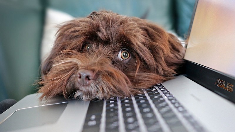 Hund, Laptop, Tastatur, Computer-Tastatur