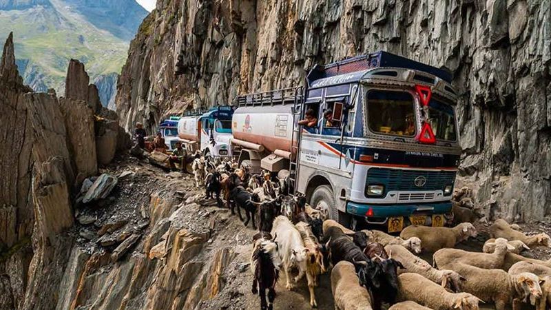 oji-La-Pass, Indien, Straße, Schafe