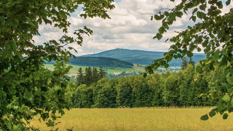 Feld, Bäume, Wald, Landschaft, Panorama