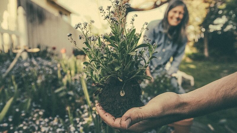 Garten, Gartenarbeit, Pflanzen, DIY, Selbstversorgung, Gärtner