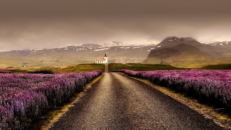 Island, Landschaft, Blumen, Kirche