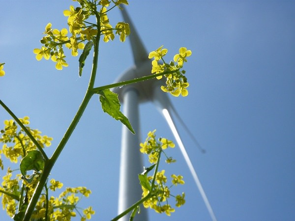 Windrad, Energie, grüne Energie, Nachhaltigkeit