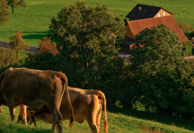 Kühe, Wiese, Natur, Bauernhof