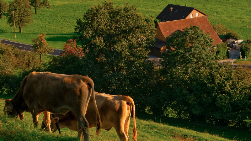 Kühe, Wiese, Natur, Bauernhof